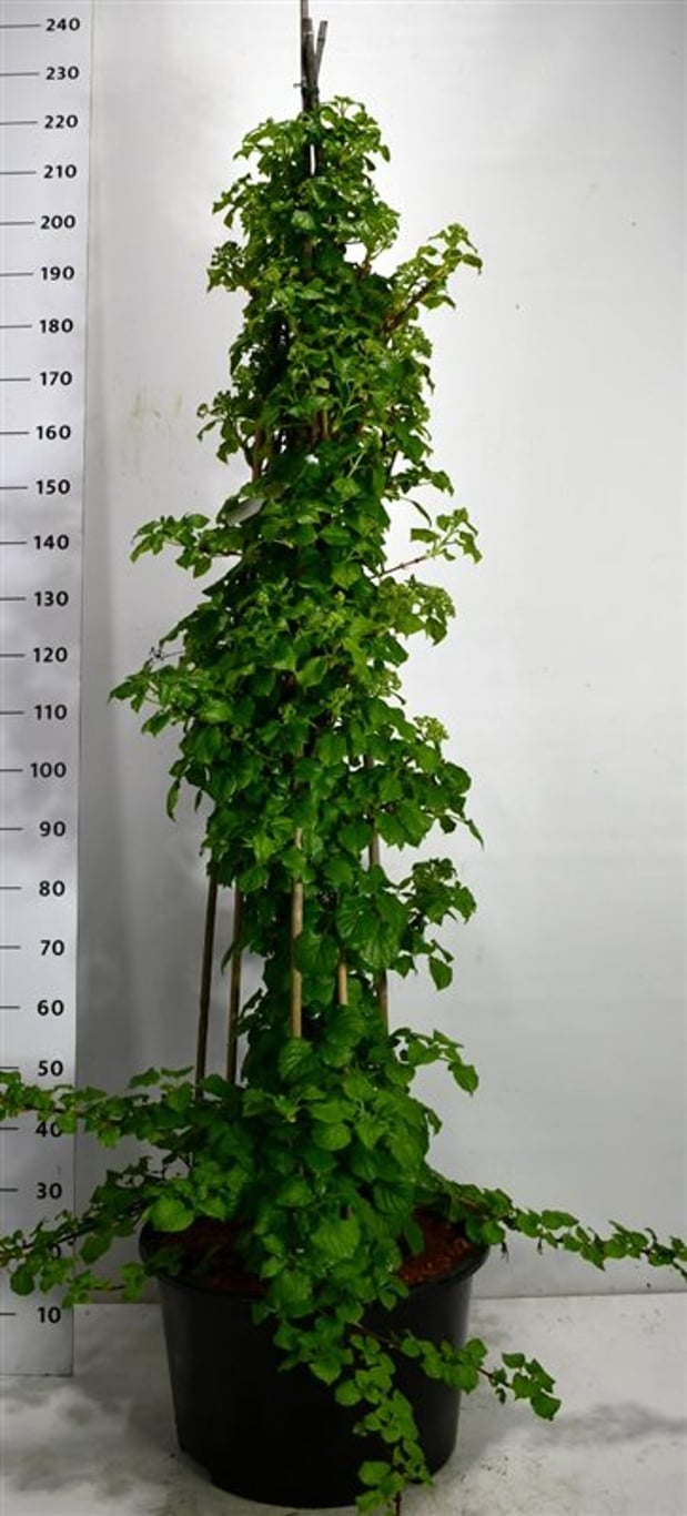 Hydrangea petiolaris - C30 125-150 CM